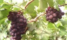 描写葡萄的比喻句