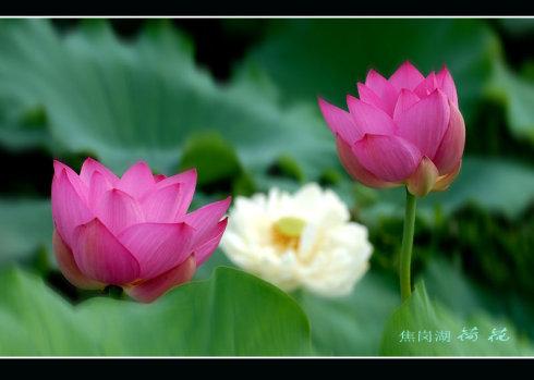 莲花比喻句