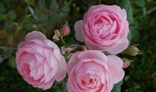 描写月季花的优美句子