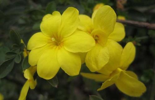 关于冬季茉莉花的诗
