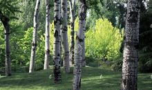 形容白杨树的词语