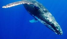 形容海洋生物的句子