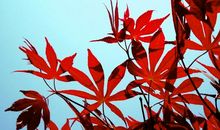 枫树像什么比喻句