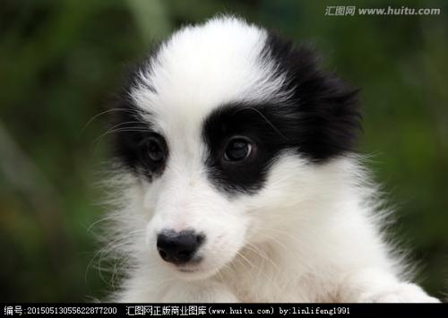 狗的句子