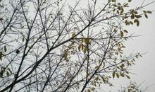 关于大树的比喻句