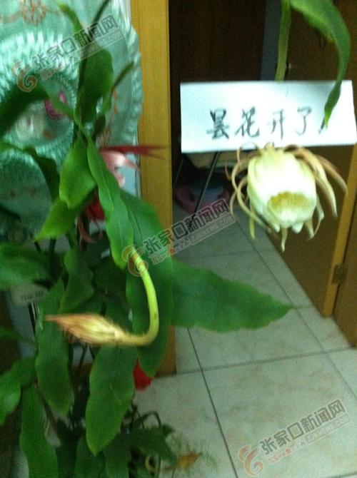 隋华写隐喻