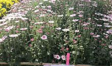 关于写晚霞比喻句