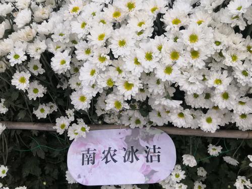 写邱爽的隐喻