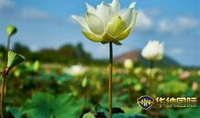 春天说说心情短语