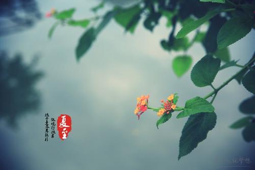 夏至的祝福
