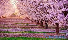 樱花像什么比喻句