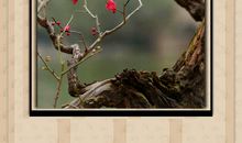 描写早春二月的句子