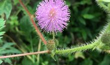 关于含羞草比喻句