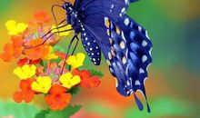 蝶恋花的优美词句