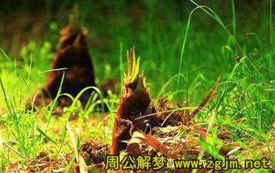 笋是什么样的隐喻？