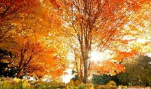 描写秋天景物的成语