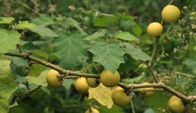 红枣像具象句