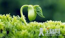 表达春天的谚语