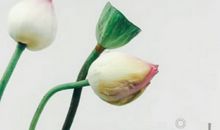 大暑节气祝福短信