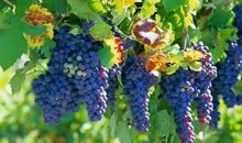 葡萄成熟了比喻句