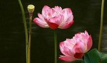 形容禅意的句子