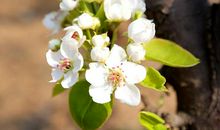 盛开的梨花比喻句