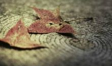 我没有挽留，然后你也就这样把我摇醒了，放开了遗忘了