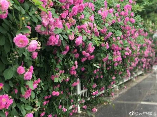 玫瑰花开了比喻的句子