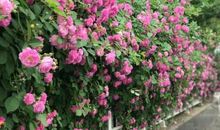 蔷薇花开了比喻句