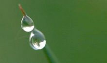 关于露珠的比喻句