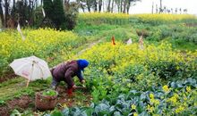 关于种地的谚语