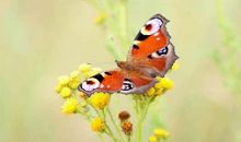 形容蝴蝶的比喻句