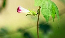 夏末初秋的诗句