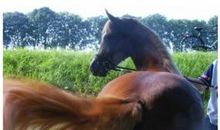 马尾巴提豆腐歇后语