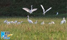 爱鸟护鸟的谚语