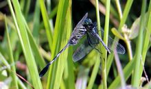 蜻蜓吃尾巴歇后语