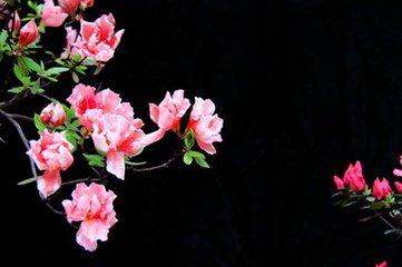 映山红的诗