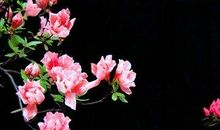 描写杜鹃花的诗句