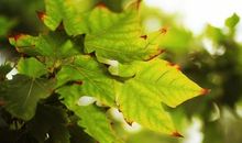 描写夏末初秋的句子