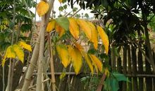 黄叶像什么比喻句