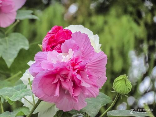 芙蓉花的隐喻