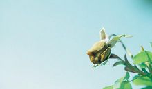 描写小鸟的优美句子