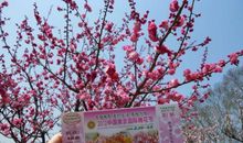 描写梅花的比喻句