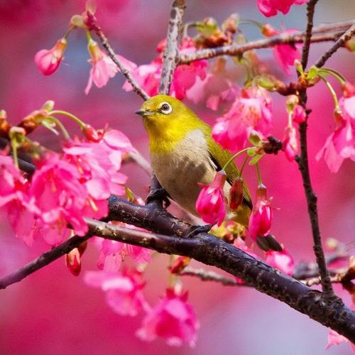 花鸟