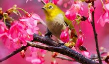 鸟语花香造句大全