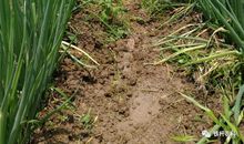 形容大蒜的比喻句