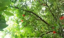 形容树木的比喻句