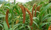 高梁地的歇后语