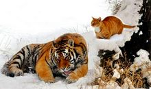 猫教老虎歇后语