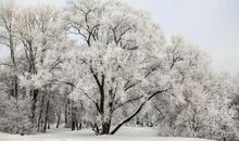 冬天的树的句子